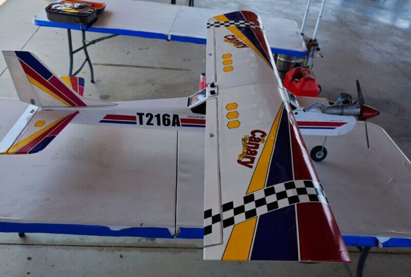 Vendo canary Phoenix model